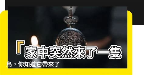 自來鳥|【鳥來家裡】「家中突然來了一隻鳥，你知道它帶來了。